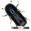 Insect Attractant For Ips Subelongatus/larch Bark Beetle
