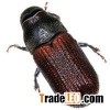 Insect Attractant For Dendroctonus Rufipennis/spruce Beetle