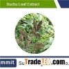 Buchu Leaf Extract 5:1,Agathosma betulina L.