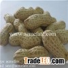 China new crop raw peanut groundnut in shell   with double wash
