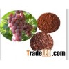 Factory supply 100% natural Grape Seed P.E/Vitis vinifera L.