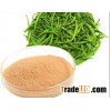 Green Tea P.E, Tea Polyphenols